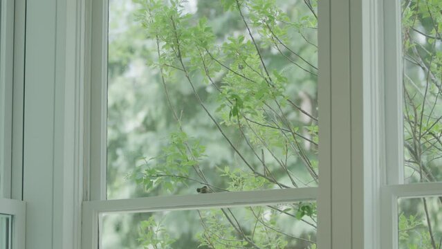 Static view of green tree branches out of window in modern home with white trim