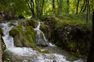 stream in the forest