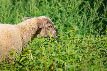 Joven cordera (borrega oveja) paciendo en un prado verde de principios de otoño (ganadería...