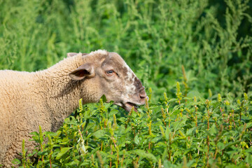 Joven cordera (borrega oveja) paciendo en un prado verde de principios de otoño (ganadería...