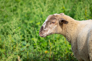 Joven cordera (borrega oveja) paciendo en un prado verde de principios de otoño (ganadería extensiva)