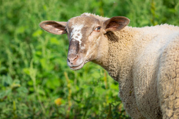 Retrato de una joven cordera (borrega oveja) paciendo en un prado verde de principios de otoño...