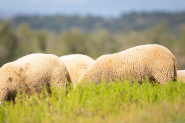 Lomos con lana de un rebaño de ovejas pastando entre la hierba (ganadería extensiva)