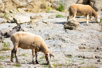 Obraz premium Ovejas buscando hierba entre las rocas
