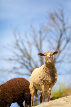 Joven cordera (borrega oveja) mirando a c&aacute;mara des de una ladera de piedra (ganader&iacute;a extensiva)