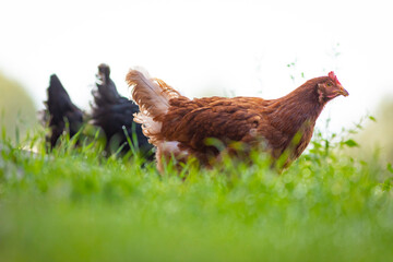Gallina comiendo libre en la hierba (ave de corral, huevos, comida sana, verde, orgánico)