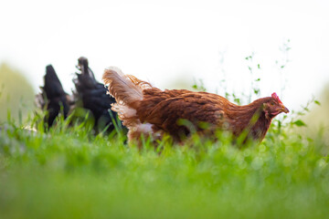Gallina comiendo libre en la hierba (ave de corral, huevos, comida sana, verde, orgánico)