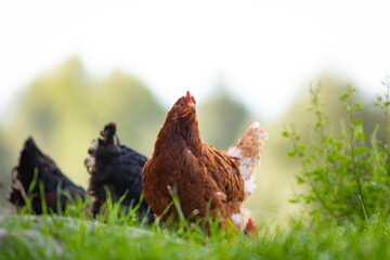 Gallina comiendo libre en la hierba (ave de corral, huevos, comida sana, verde, orgánico)