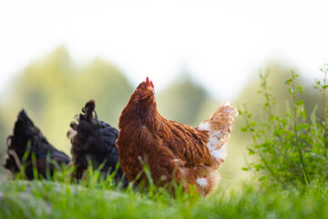 Gallina comiendo libre en la hierba (ave de corral, huevos, comida sana, verde, orgánico)