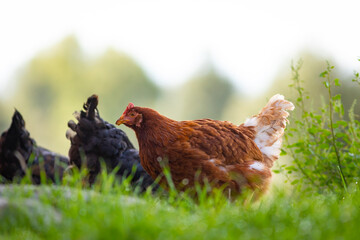 Gallina comiendo libre en la hierba (ave de corral, huevos, comida sana, verde, orgánico)