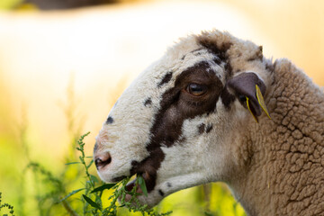 Retrato de una joven oveja (borrega) de raza ripollesa (ovella ripollesa) comiendo en un prado de...