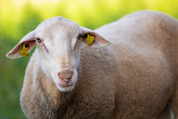 Retrato de un joven carnero blanco con hierba verde de fondo (ganadería, ovino, ovis aries,...