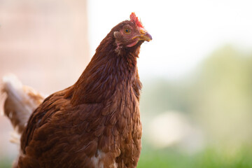 Gallina comiendo libre en la hierba (ave de corral, huevos, comida sana, verde, orgánico)
