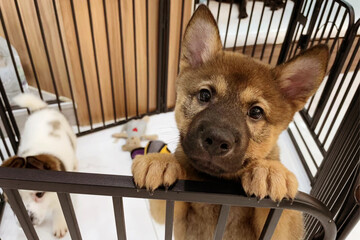 Puppy locked in the cage. Sad puppy in shelter behind fence waiting to be rescued and adopted to...