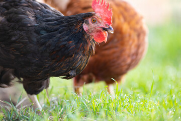 Retrato de una gallina negra