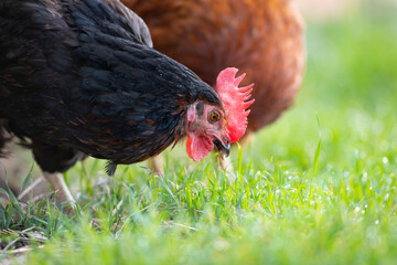 Gallina libre comiendo hierba en el campo (ave de corral, huevos)