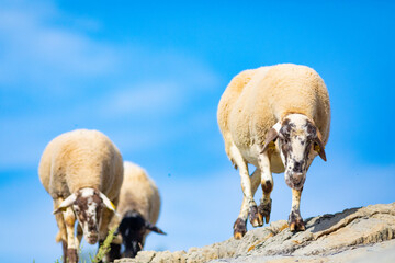 Ovejas andando sobre rocas bajo un cielo azúl (ganadería extensiva, ovino, ovis aries)