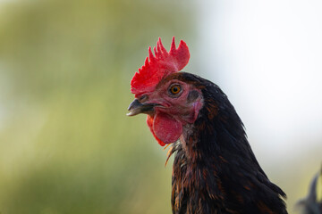 Gallina libre comiendo hierba en el campo (ave de corral, huevos)