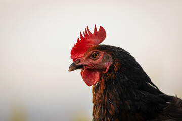 Gallina libre comiendo hierba en el campo (ave de corral, huevos)