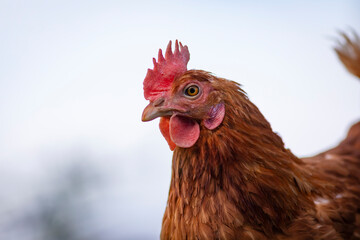 Gallina libre comiendo hierba en el campo (ave de corral, huevos)