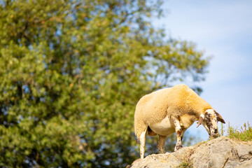 Ovejas andando sobre rocas bajo un cielo azúl (ganadería extensiva, ovino, ovis aries)	
