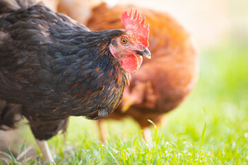 Gallina libre comiendo hierba en el campo (ave de corral, huevos)