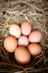Huevos de gallina en un pajar / corral