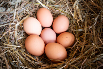 Huevos de gallina en un pajar / corral