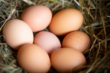 Huevos de gallina en un pajar / corral