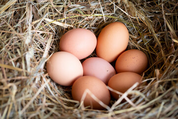 Huevos de gallina en un pajar / corral