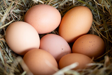 Huevos de gallina en un pajar / corral