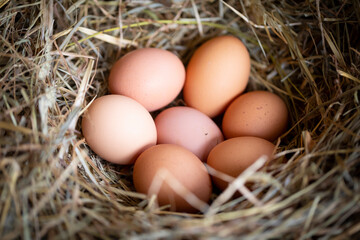Huevos de gallina en un pajar / corral