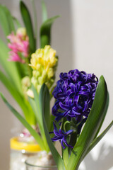 三色のヒヤシンス