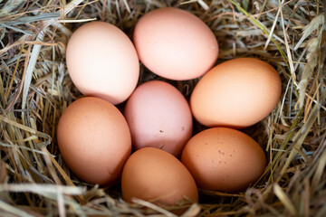 Huevos de gallina en un pajar / corral