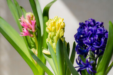 三色のヒヤシンス