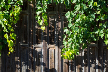Aged wooden door with a hanging vine