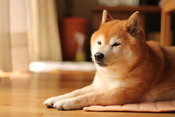 穏やかな表情でリラックスしている柴犬