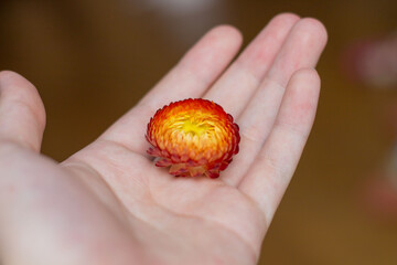 single dried flower