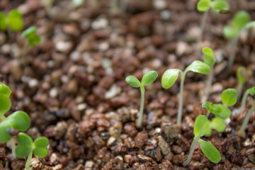 発芽したばかりの植物