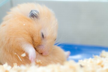 毛づくろいをするハムスター