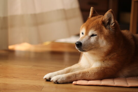 穏やかな表情の柴犬