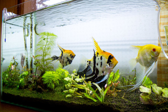 水槽を泳ぐエンゼルフィッシュ