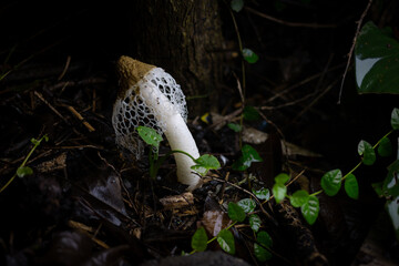 Basket Stinkhorm Mushroom (Phallus merulinus) n inhabitant of tropical regions, basket stinkhorn...