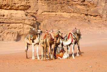 camels in the desert