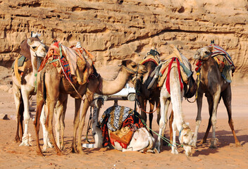 camels in the desert