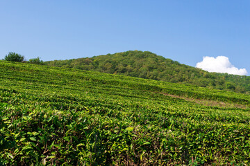 Fototapeta na wymiar Fields of tea, harvest. Natural selection, Fresh tea leaves at the tea farm. Copy space