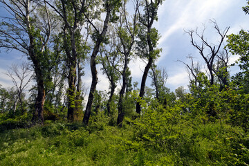 Fototapeta premium Urwald im Nationalpark Nestos-Delta, Griechenland // Virgin forest in Nestos Delta national park, Greece