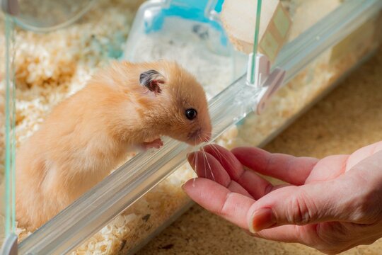 人間の手を嗅ぐハムスター