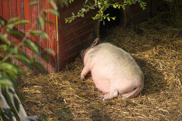 A pig sunbathes on a little farm
