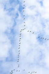 Greylag geese fly in the sky over the federal state Brandenburg, Germany